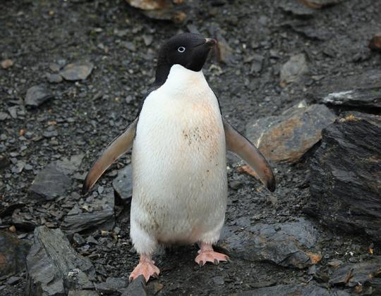 Adelie Penguin 