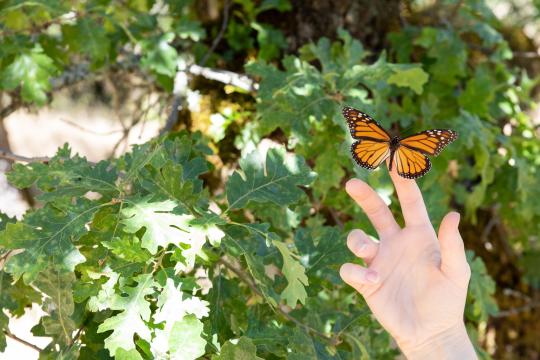 Butterfly