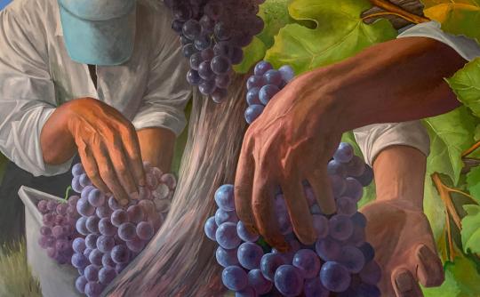 Jay Mercado, Alexander Valley Grape Harvest, 2022, oil on canvas