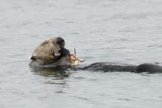 otter eating crab