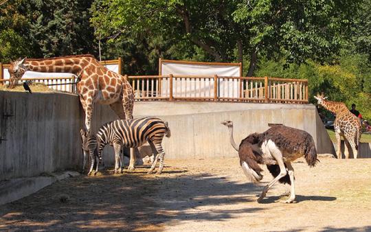 animals in the zoo