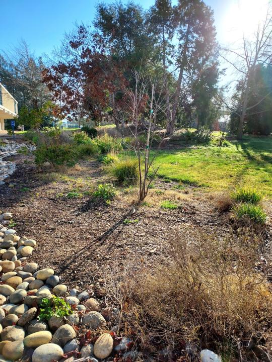 A portion of rock and tree landscaping on campus